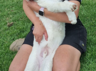 Husky – Condobolin