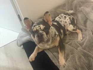 French Bulldog – Maudsland