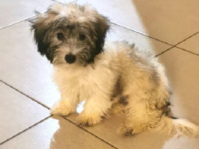 Havanese – Coffs Harbour