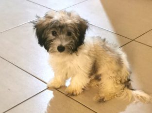 Havanese – Coffs Harbour