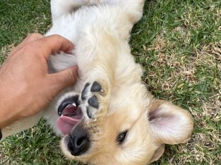 Golden Retriever – Traralgon