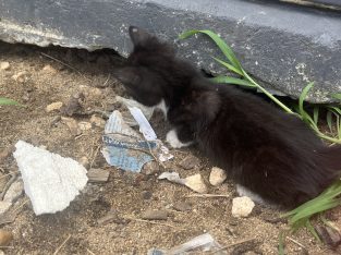 Domestic Shorthair – Regents Park