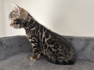 Bengal – Jeffrey Johnson