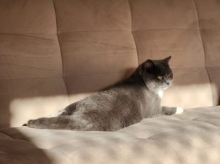 British Shorthair – Meadow Heights