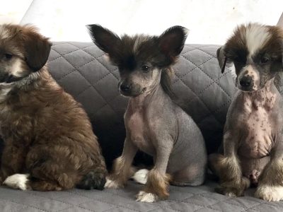 Chinese Crested – Loraine