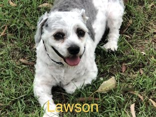 Maltese Shih Tzu – Capalaba