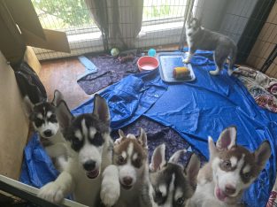 Husky – Penrith