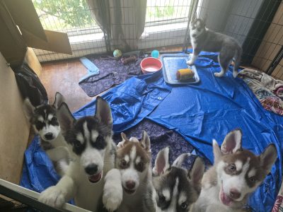 Husky – Penrith