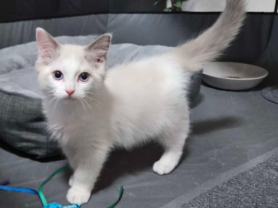 Ragdoll – Craigieburn