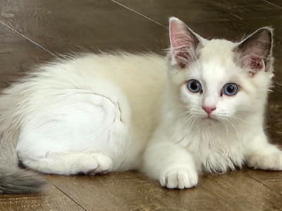 Ragdoll – Craigieburn