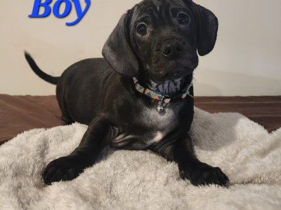 Small Dogs – Wagga Wagga