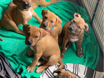 Staffordshire Bull Terrier – Point Cook