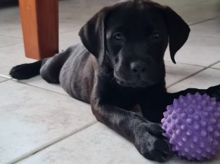 Rottweiler – Beaconsfield