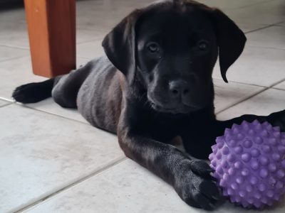 Rottweiler – Beaconsfield