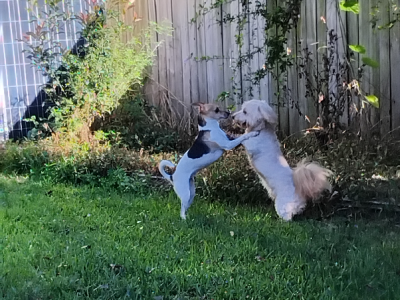 Mini Foxy – Caboolture South