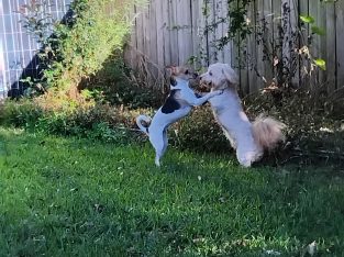 Mini Foxy – Caboolture South