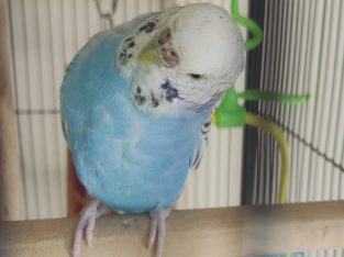 Budgerigar – North Strathfield