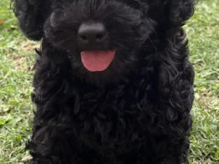 Toy Cavoodle – Mackay