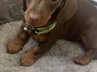 Miniature Dachshund – Maitland
