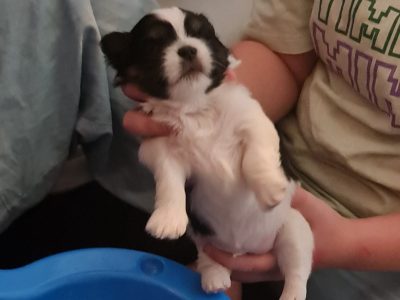 Dogs – Holland Park West