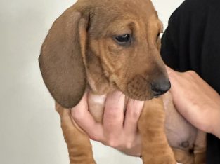 Dachshund – Bendigo