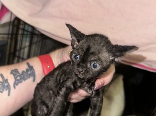 Devon Rex – Beenleigh