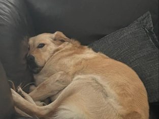 Golden Retriever – Hillside