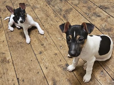 Mini Foxy – Coonamble