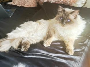 Ragdoll – Canadian