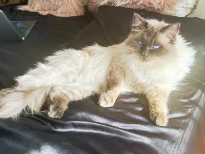 Ragdoll – Canadian
