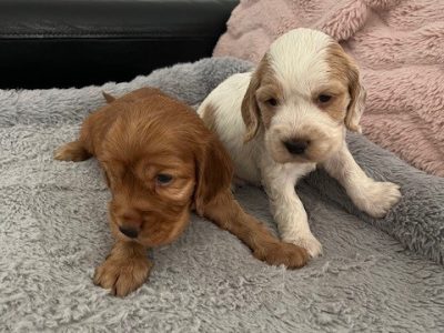 Cocker Spaniel – Taylors Hill