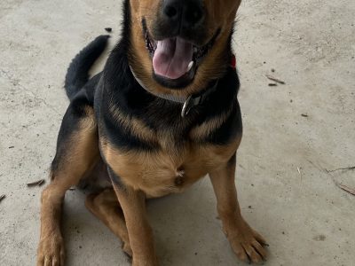 Rottweiler – Rochester