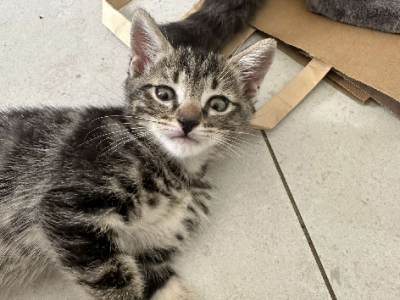 American Wirehair – Brassall