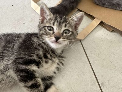 American Wirehair – Brassall