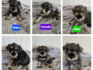 Schnauzer (Miniature) – Murray Bridge East