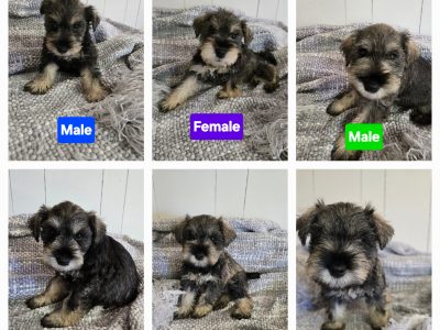 Schnauzer (Miniature) – Murray Bridge East