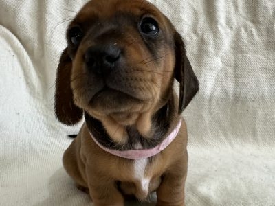 Dachshund – Thornlie