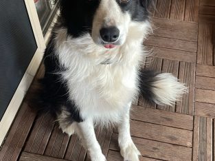 Border Collie – Berwick