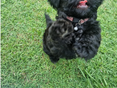 Shih Tzu – Maryborough