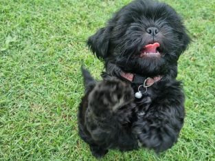 Shih Tzu – Maryborough