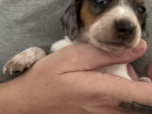 Dachshund – Redcliffe