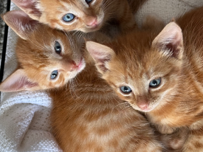 Domestic Short Hair (DSH) – Cranbourne