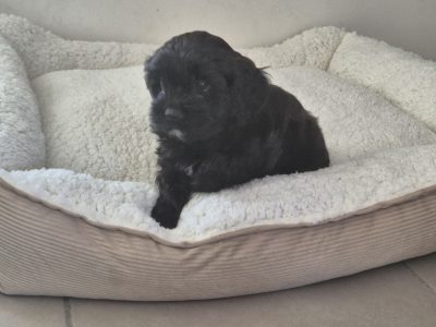 Cavoodle – Dakabin