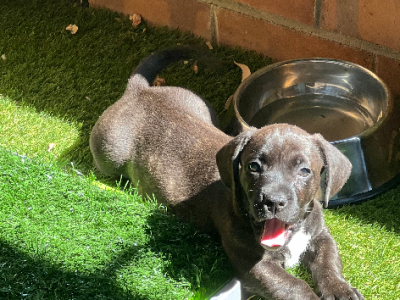 French Bulldog – Merrylands