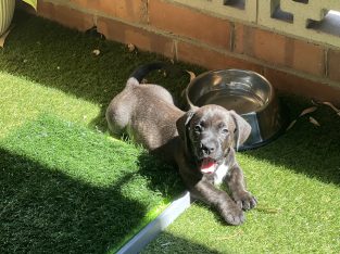 French Bulldog – Merrylands