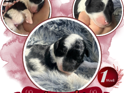 Labradoodle – Sydney