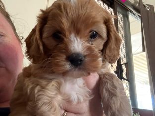 Cavoodle – Dubbo