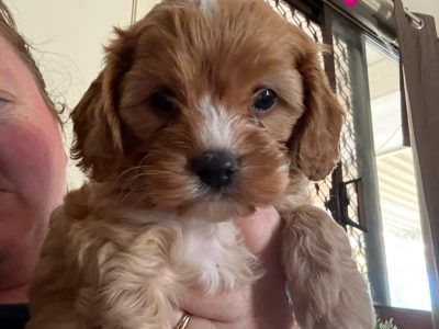 Cavoodle – Dubbo