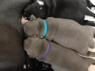 Staffordshire Bull Terrier – Christina