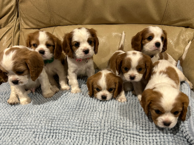 Cavalier King Charles Spaniel – Dubbo